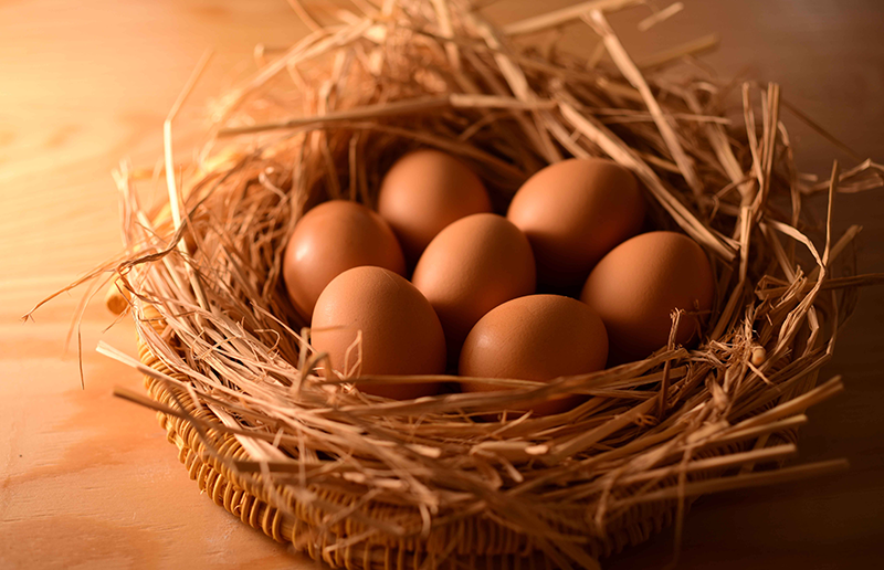 遺伝子組み換え飼料を一切使わず育てた親鶏から生まれた卵