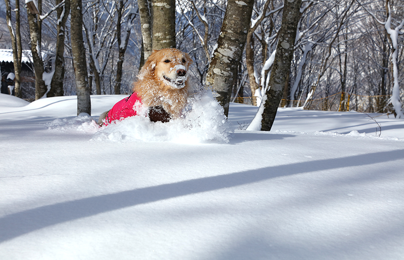 愛犬と雪原を駆け回れる「ペット・ゾーン」